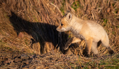 Red fox kit in the wild