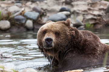 Fototapeta premium Male Grizzly Swimming in a Pond