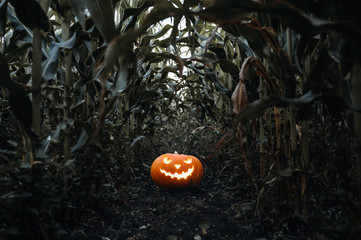 Halloween holiday background. Spooky glowing jack-o-lantern pumpkin on the ground in a cornfield....