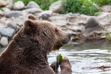 Grizzly Bear Eating Watermelon in a Pond