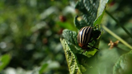 potato bug destroying the crop. leptinotarsa decemlineata insects eating the leaves of plants