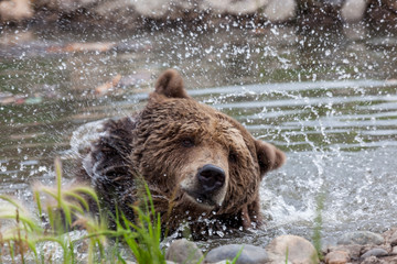 Grizzly Bear Shaking in a Pond