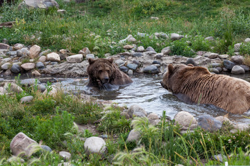 Two Grizzly Bears in a Pond