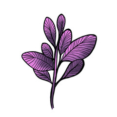 Fototapeta na wymiar Eine Pflanze mit pinken, runden Blättern