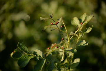 potato bug destroying the crop. leptinotarsa decemlineata insects eating the leaves of plants