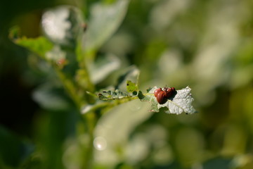 potato bug destroying the crop. leptinotarsa decemlineata insects eating the leaves of plants