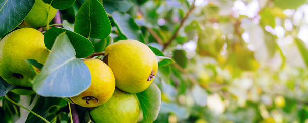 Ripe yellow pears on the branches of trees in the garden. Panoramic frame and copy space