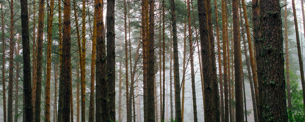Fototapeta na wymiar Summer landscape. Background of pine tree trunks in the fog. Panoramic frame