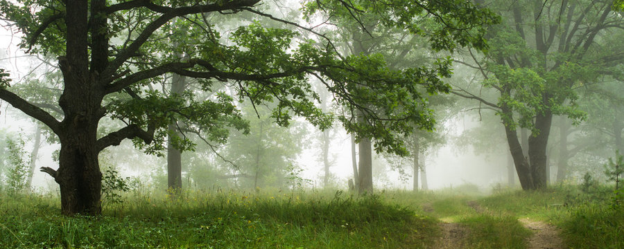 Landscape with an oak grove and a road in the fog