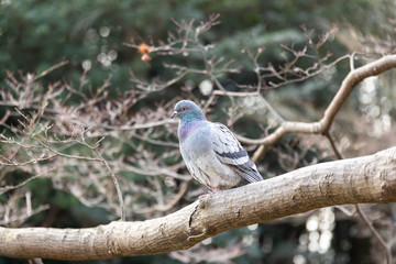 木の上で鳴く鳩