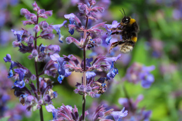 bee on a purple flower In the spring