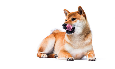 shiba inu dog licks its lips on white background