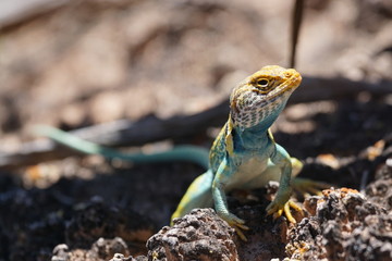 A colorful male Collared Lizard (Crotaphytus collaris) or Mountain Boomer resting