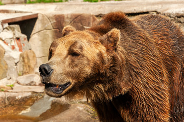 Brown bear close-up
