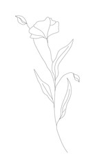 Minimalism line drawing. Flower vector one line art. Botanical Sketch Vector Illustration. Nature vector Line drawing.