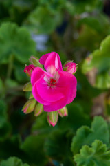 Flor de jardín rosada