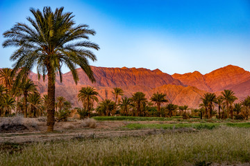 Fototapeta na wymiar Central Iran, the landscape around the eco village of Esfahk near Tabaz. Beautiful scenery during sun set with palm trees, fields and red illuminated mountains in the background. 
