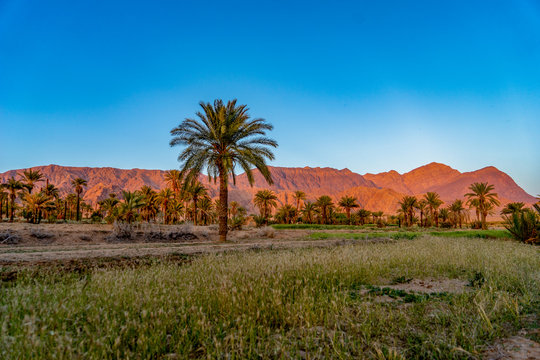 Central Iran,  the landscape around the eco village of Esfahk near Tabaz. Beautiful scenery during sun set with palm trees, fields and  red illuminated mountains in the background.
