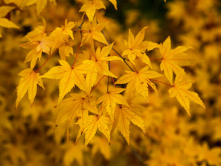 Closeup of lovely vibrant bright yellow leaves on an Acer tree in autumn