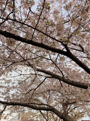 A close-up picture of slight pink flowers of a cherry blossom tree ready to bloom at the beginning of spring season.