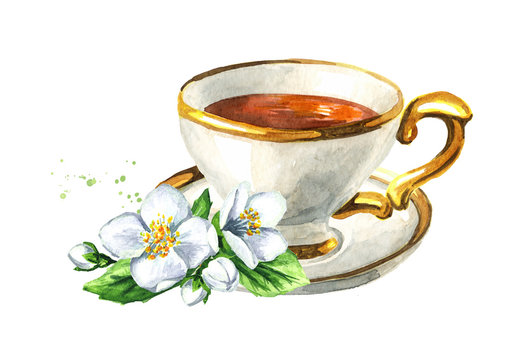 Cup of tea and jasmine flower. Hand drawn watercolor illustration isolated on white background