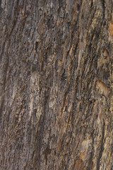 Textura de tronco de árbol