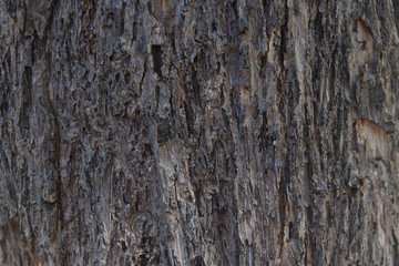 Textura de tronco de árbol