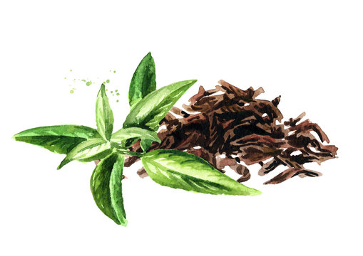 Heap of dry tea leaves and Verbena herb. Hand drawn watercolor illustration isolated on white background