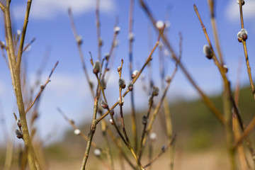 Fluffy buds on tree branches in spring