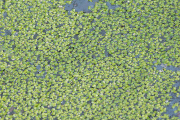 A close up on a duckweed - obrazy, fototapety, plakaty