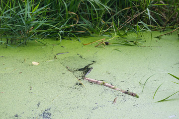 Duckweed