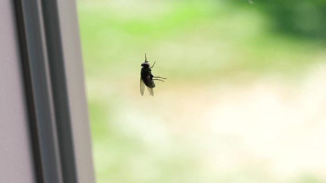 Housefly Indoors Climbing Window - Shallow Focus