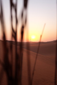 Portrait Of Beautiful Desert Sunrise With Plant Silhouette In The Arabian Desert, Riyadh, Saudi Arabia. Hope, New Beginnings And Brighter Tomorrow Concept.