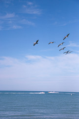 Fototapeta na wymiar sky, beach, blue, ocean, birds