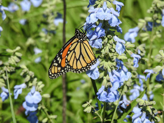Monarch Butterfly on Blue Flower