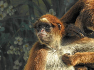 Spider Monkey Being Groomed