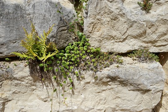 Mauer mit Sukkulenten und Farn