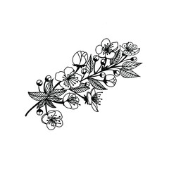 Flowers drawing with line-art on white backgrounds, blooming apricot, flower sketch. Coloring page