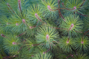 A pine with long needles seen from above