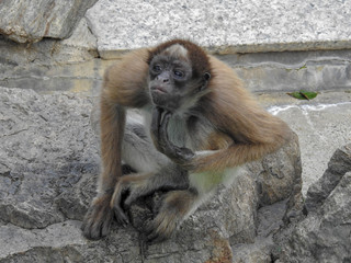 Spider Monkey Scratching it's Chin