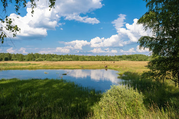 Small lake and grazing cows in the field on a summer day.