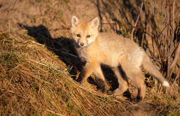 Red fox kits in the wild