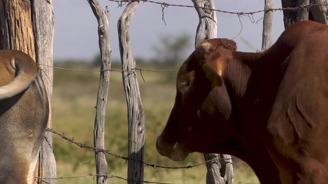 Cows near a fence in a village in botswana