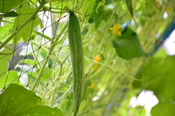 Snake gourd hanging on wire inside vegetablehouse.