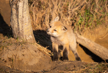 Red fox kits in the wild