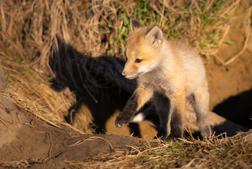 Red fox kits in the wild