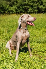 Sitting Weimaraner on a green field. Hunting dog on a summer meadow. A dog with his tongue out.