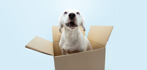 Dog inside a carton box with funny expression. Isolated on blue background.
