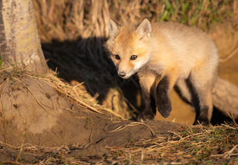 Red fox kits in the wild