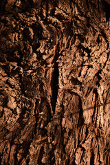 Corteza de arbol